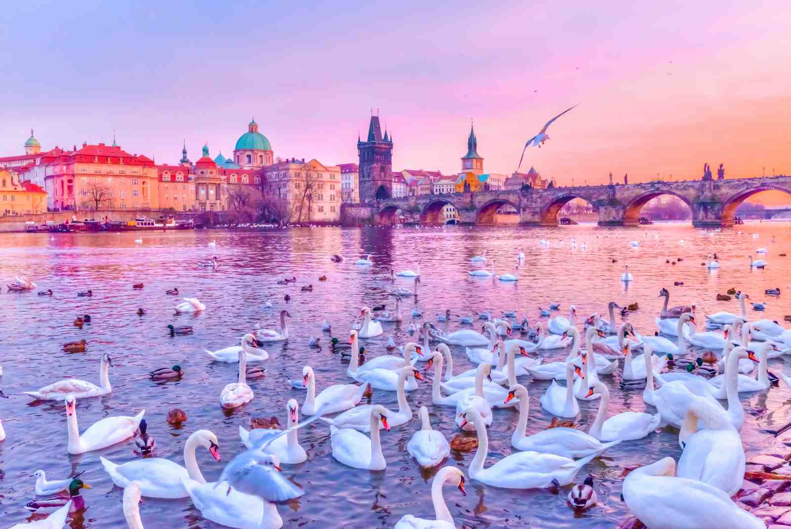 Prague Swans & Charles Bridge Wall Art