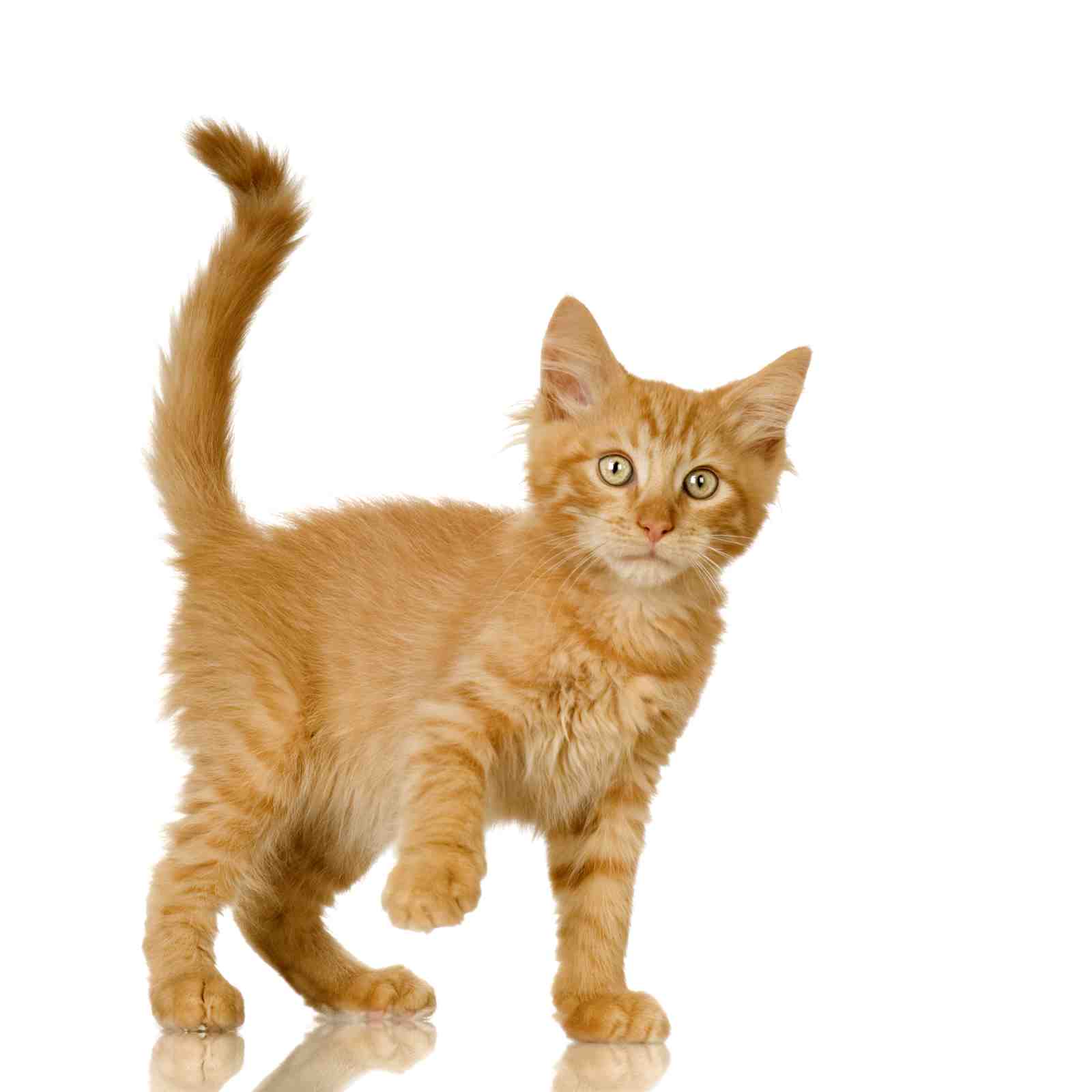 Adorable Orange Tabby Kitten Wall Art
