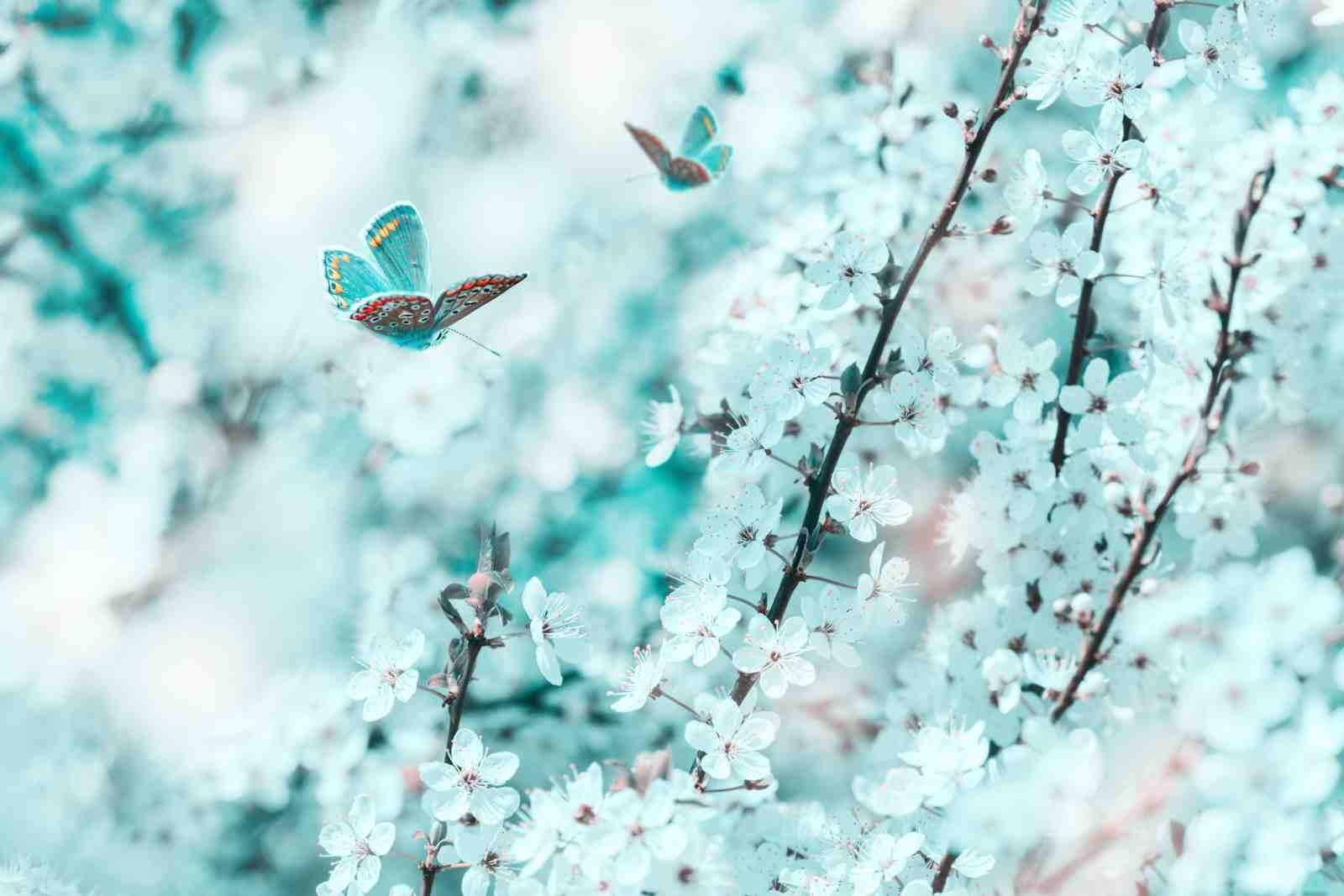 Blue Butterflies & Cherry Blossoms Wall Art