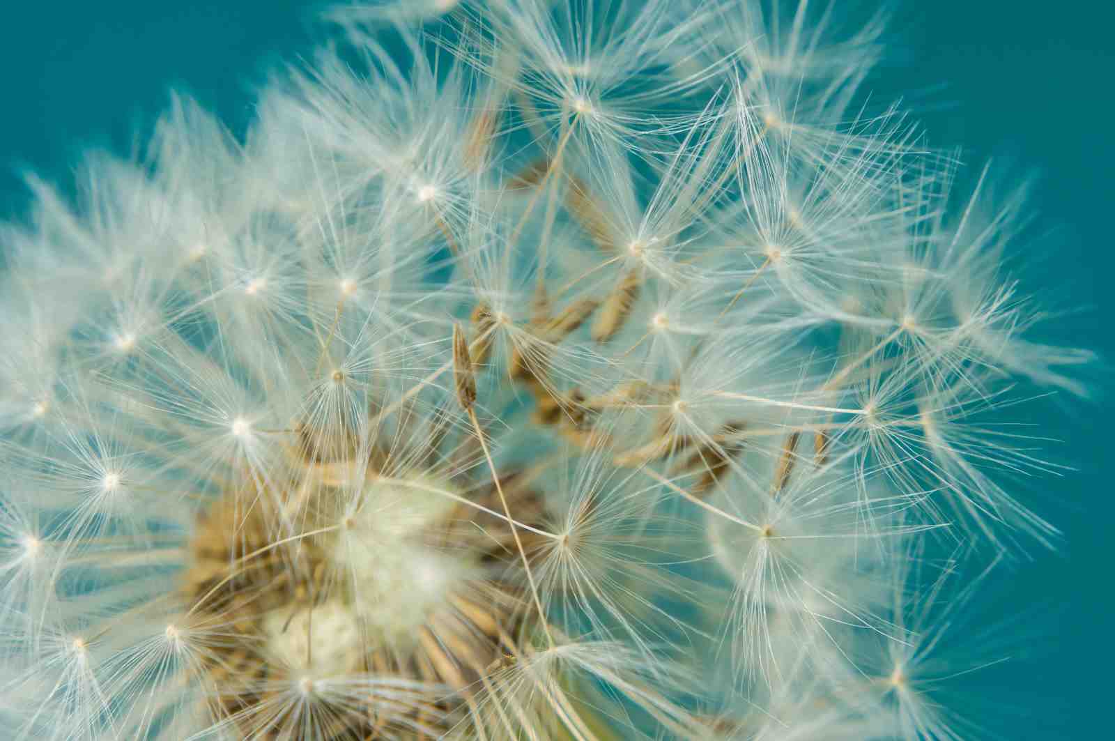 Dreamy Dandelion Wishes Wall Art