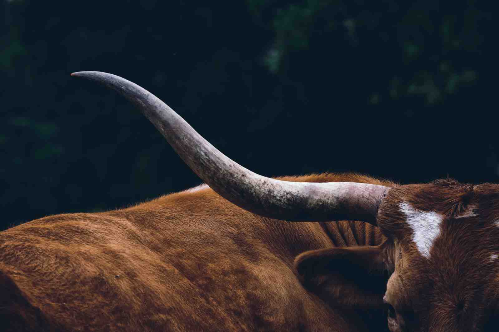Majestic Longhorn Cow Horn Wall Art