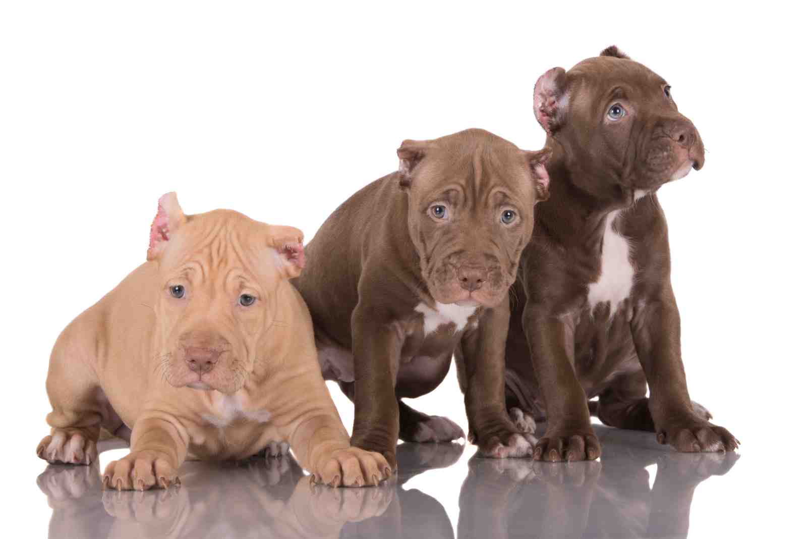 Adorable Pitbull Puppy Trio Wall Art