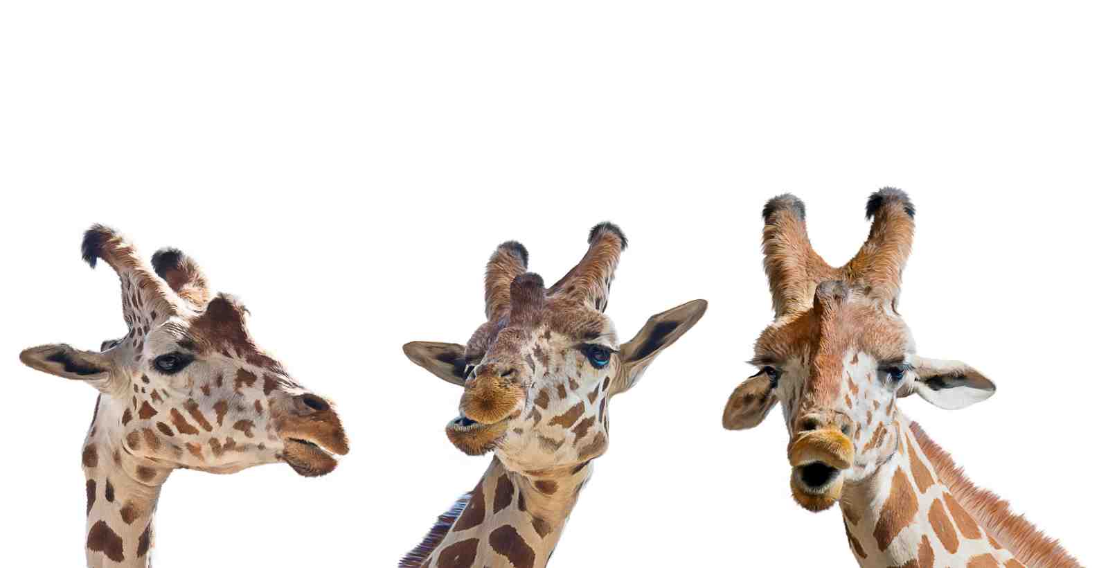Playful Giraffe Trio Wildlife Wall Art