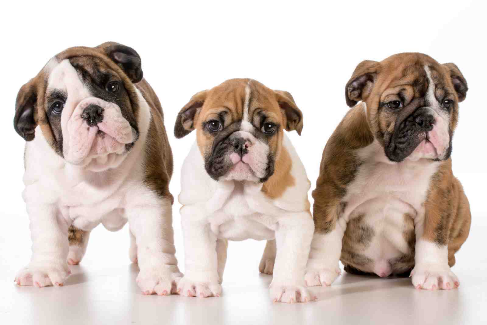 Adorable Bulldog Puppies Trio Wall Art