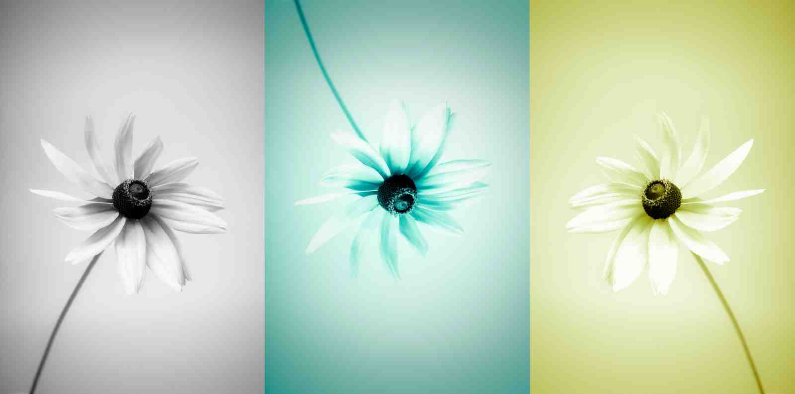 Elegant Daisy Triptych Wall Art