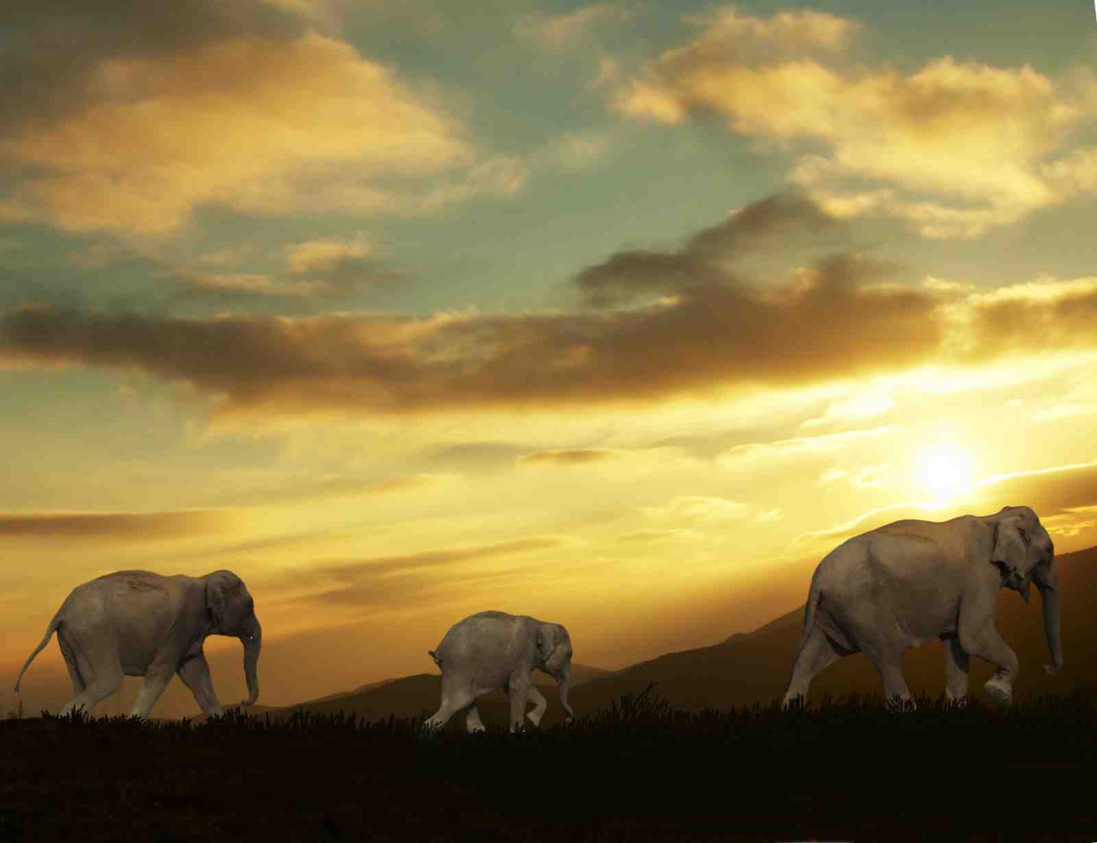 Majestic Elephant Herd Sunset Wall Art