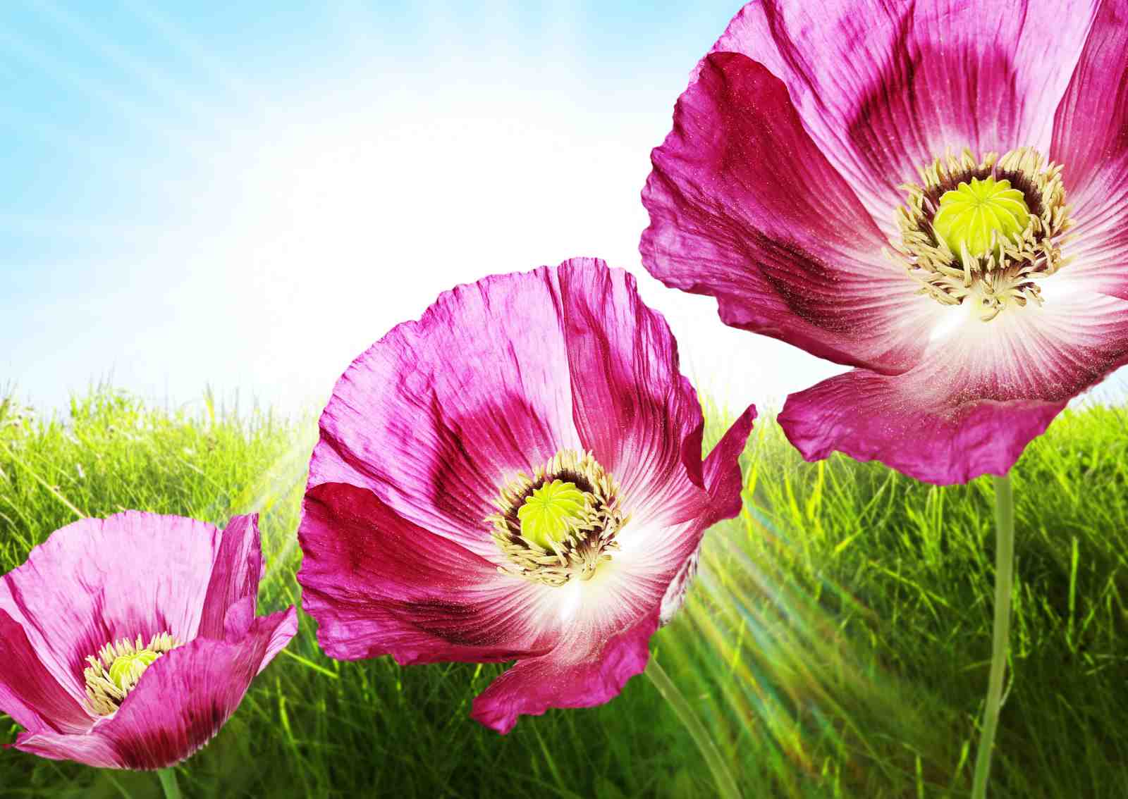 Vibrant Pink Poppies Meadow Wall Art