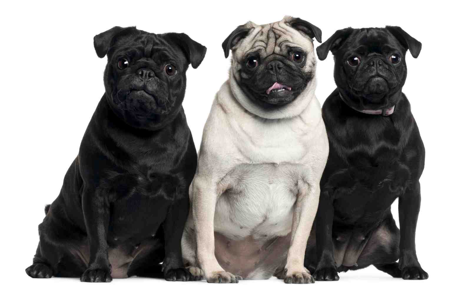 Adorable Pug Trio Black & Fawn Wall Art