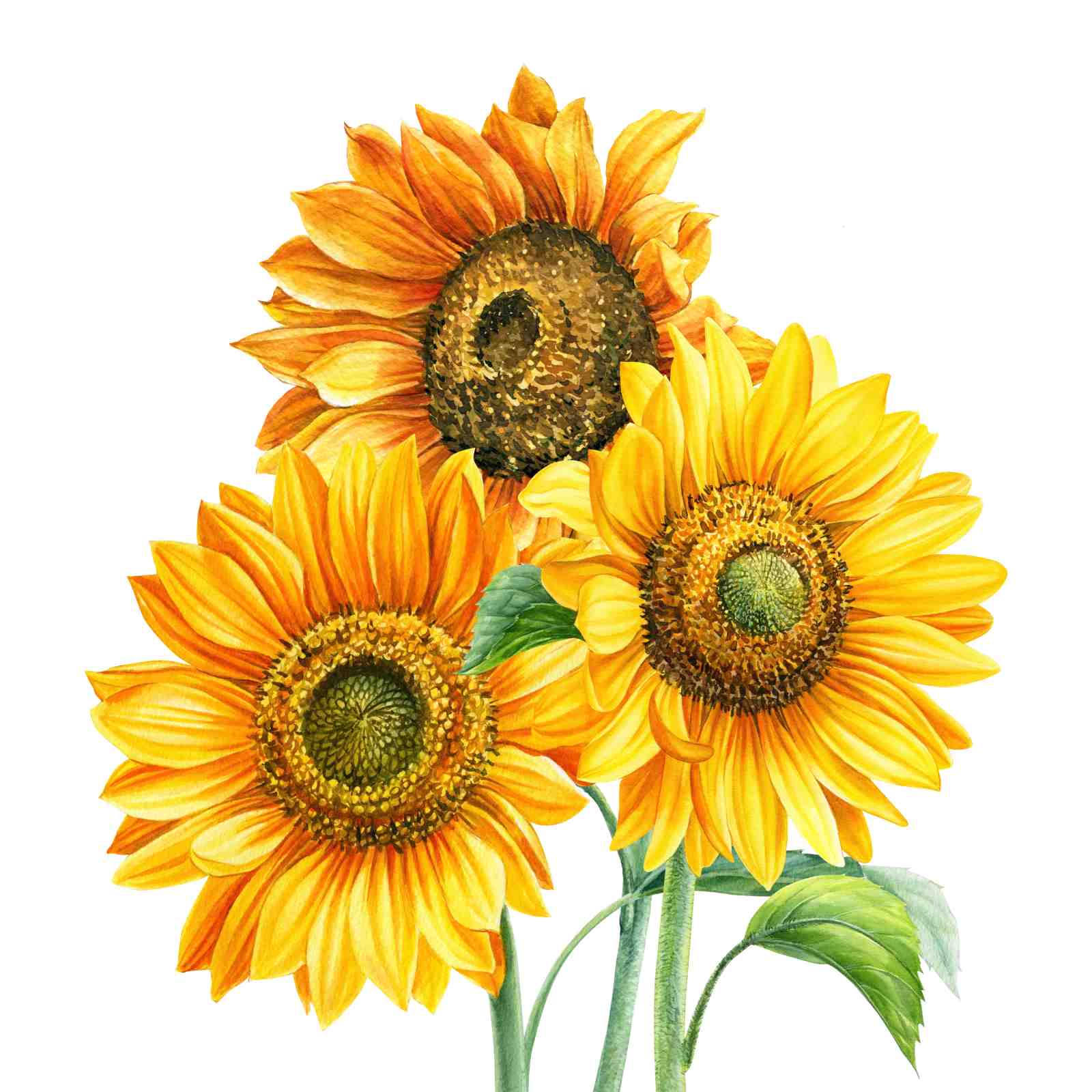 Vibrant Sunflower Trio Watercolor Wall Art