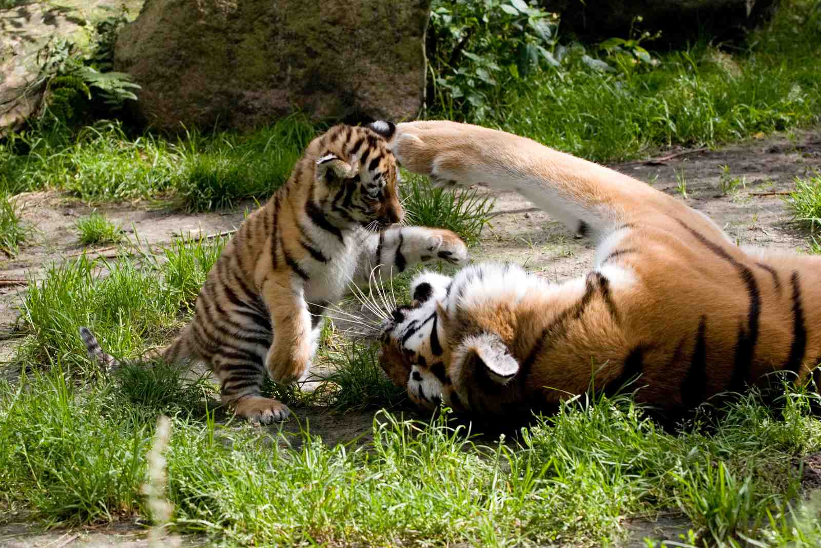 Adorable Tiger Cubs Playful Moment Wall Art
