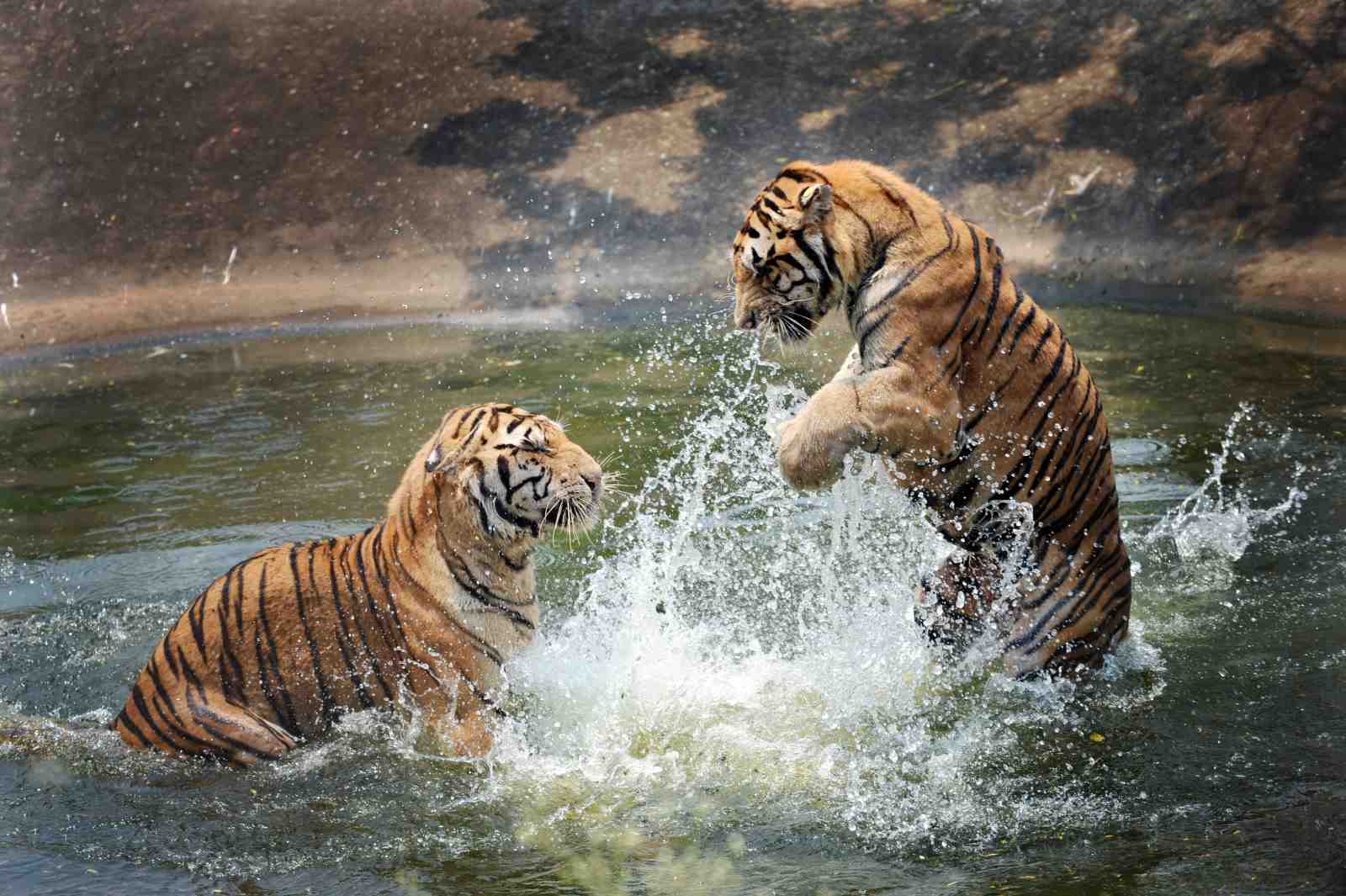 Dynamic Tiger Splash Wall Art - Wildlife Wall Art