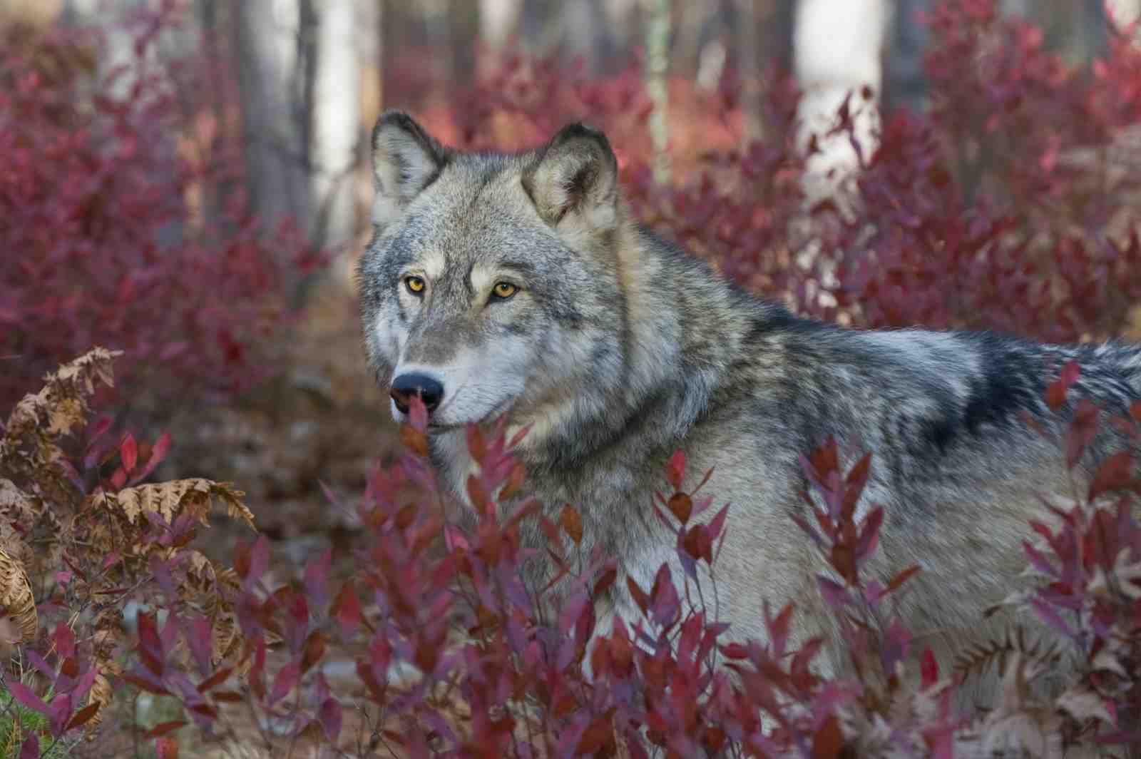 Majestic Wolf Forest Scene Wall Art