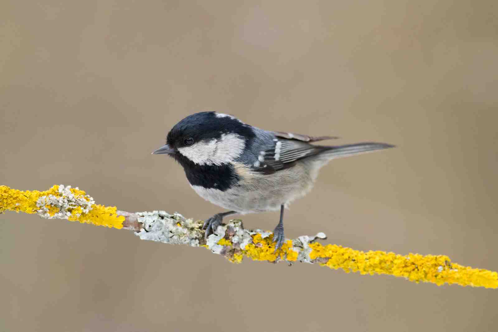 Charming Coal Tit on Lichen Branch Wall Art