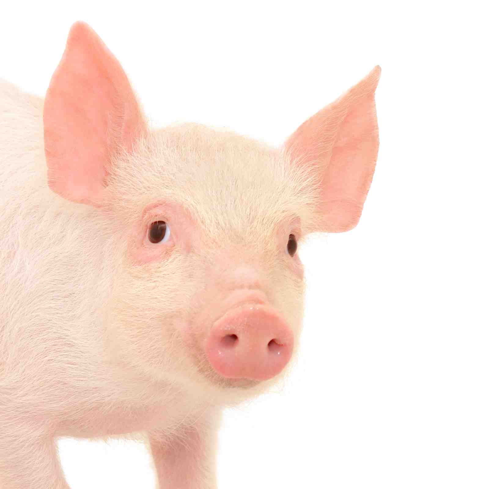 Adorable Piglet Portrait Wall Art
