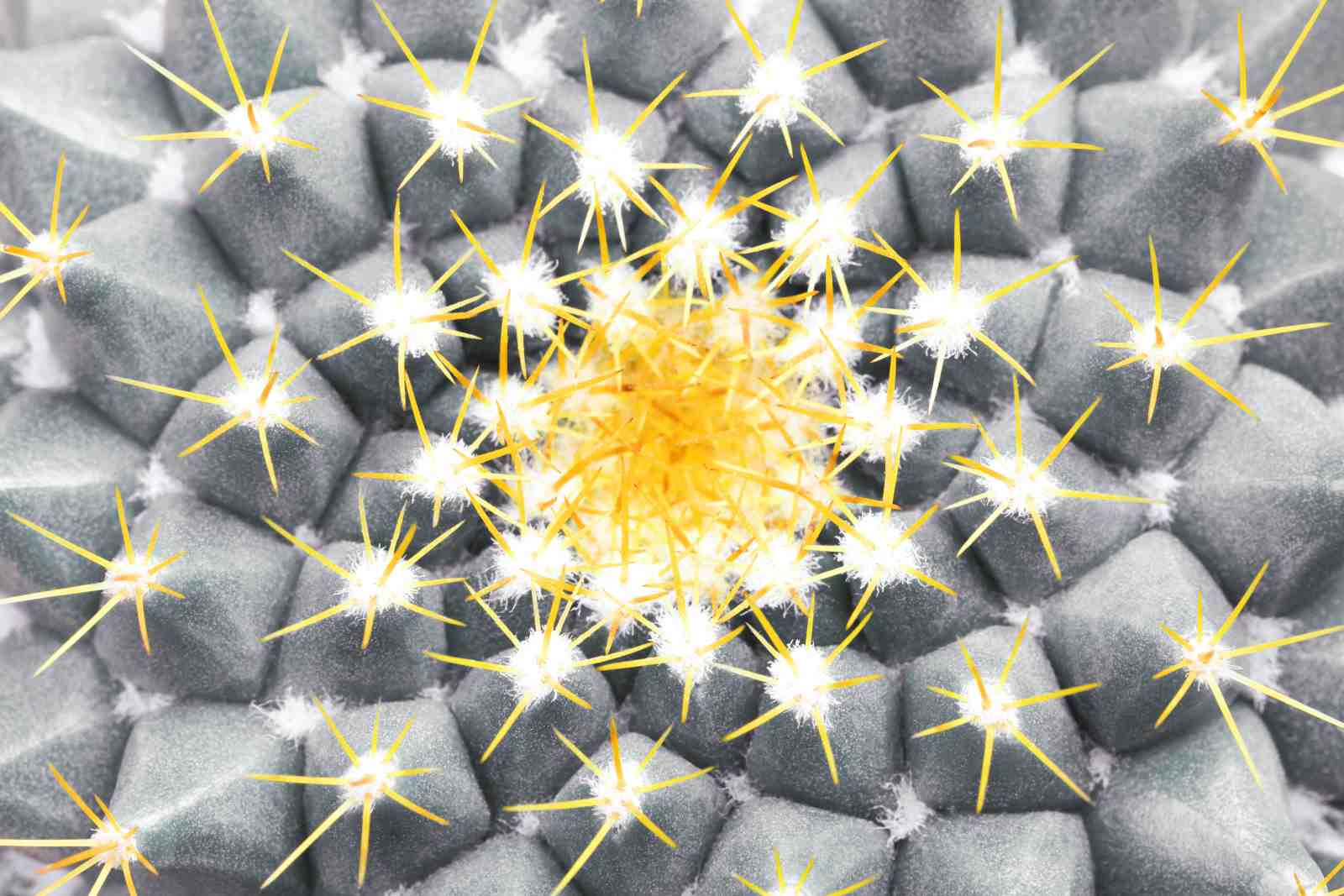 Golden Spikes Cactus Close-Up Wall Art