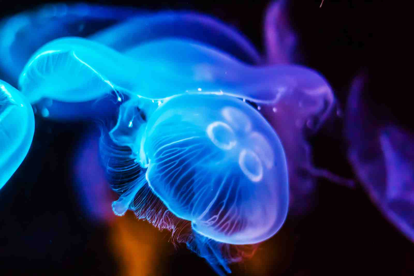Vibrant Jellyfish Bioluminescent Aura Wall Art