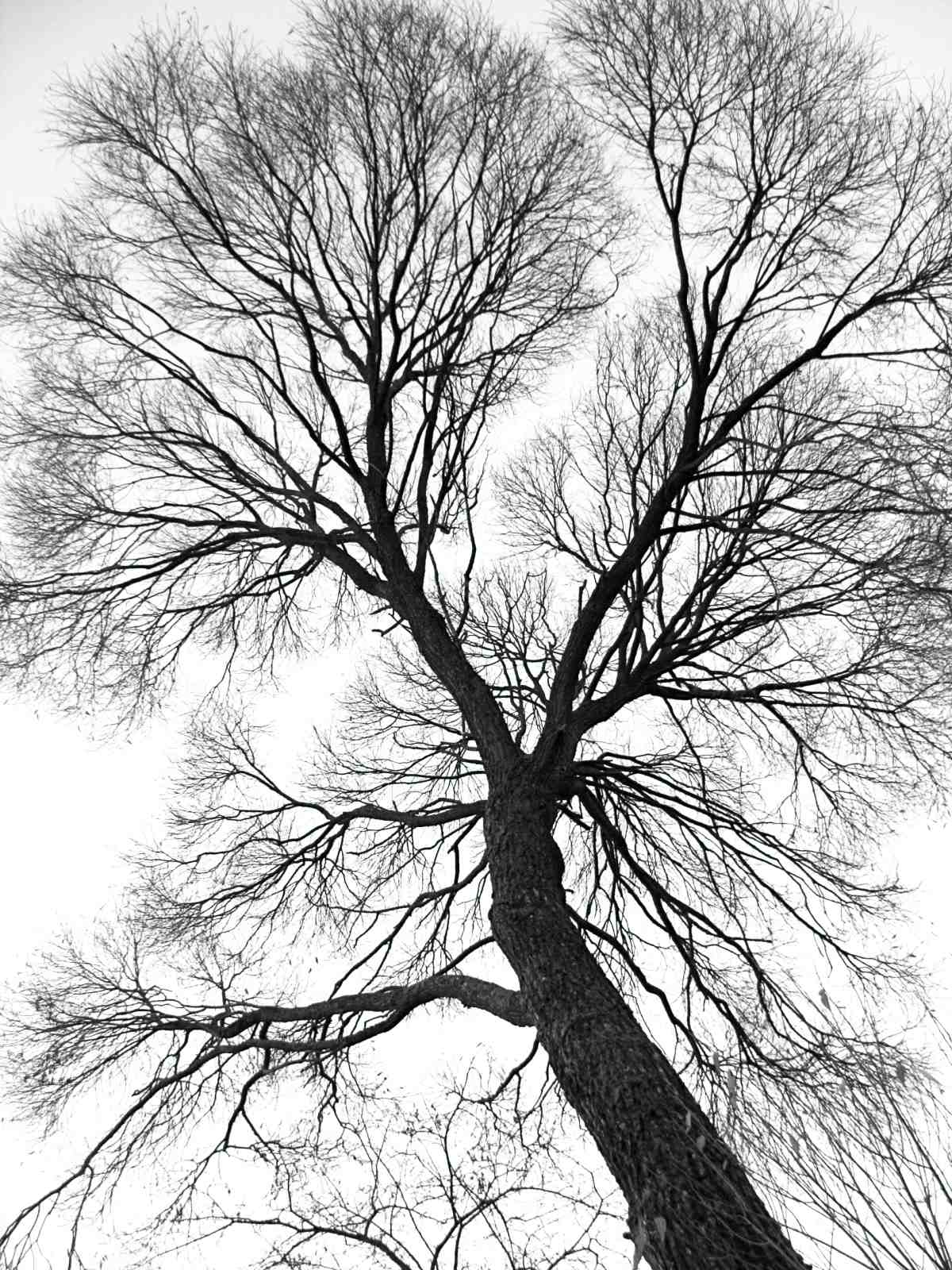 Bare Tree Branches Black & White Wall Art