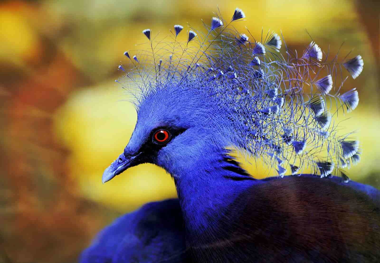 Exotic Blue Bird Royal Crown Wall Art