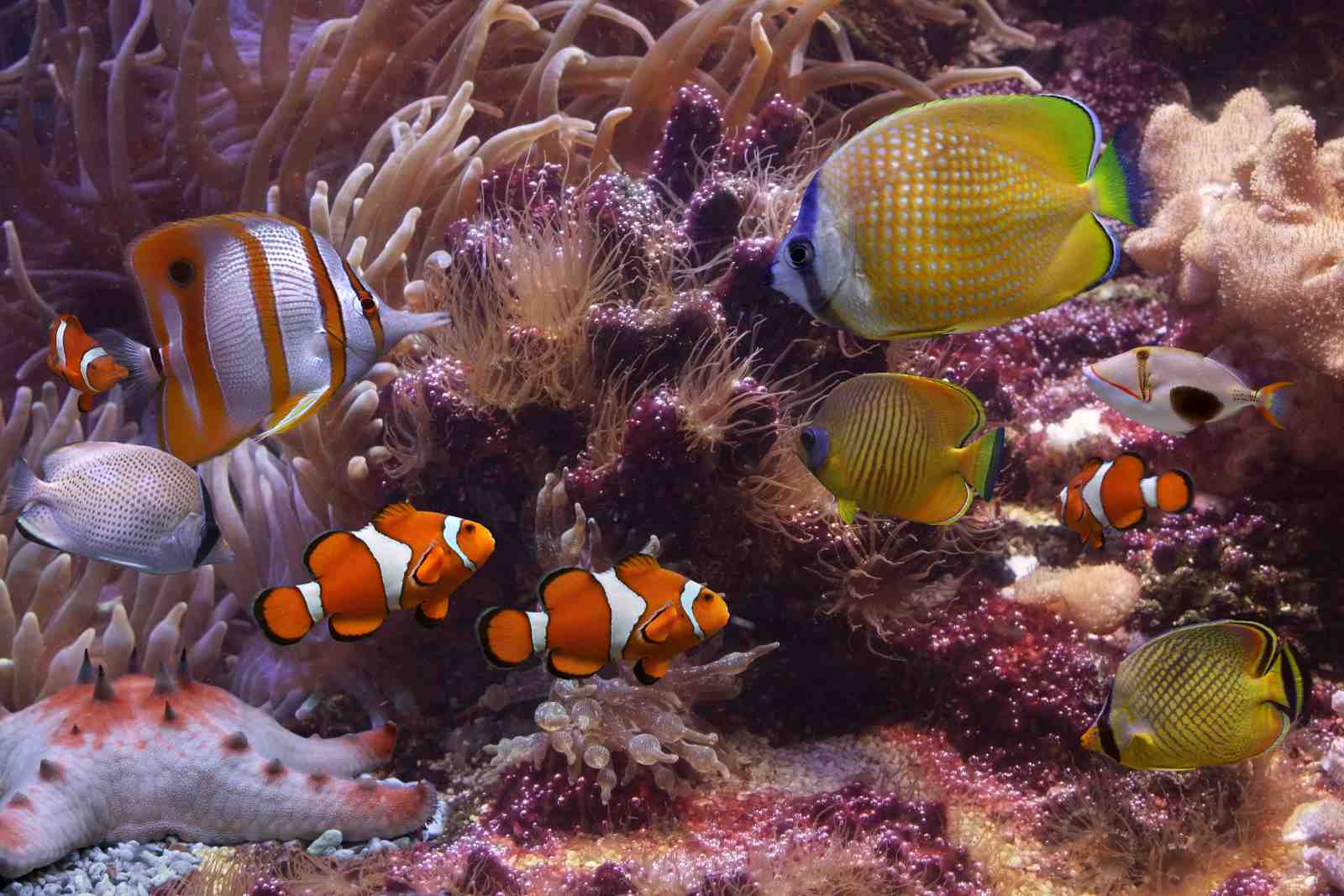 Vibrant Tropical Fish Tank Wall Art