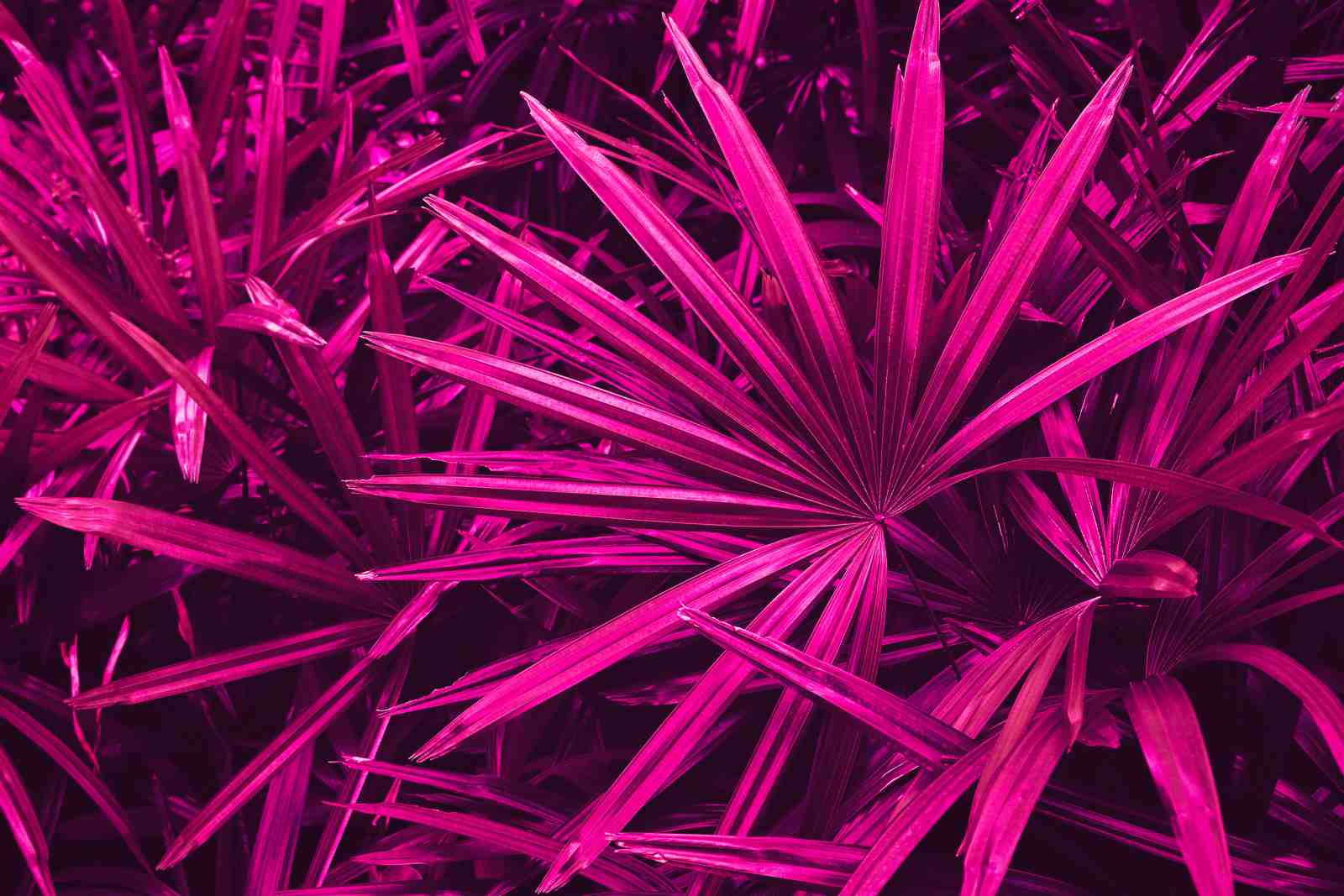 Vibrant Pink Palm Leaves Wall Art