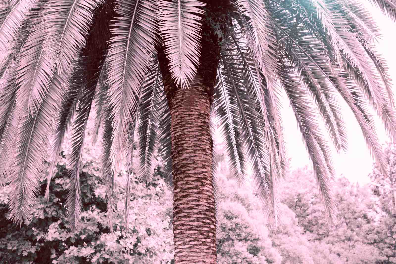Pink Palm Oasis Tropical Wall Art
