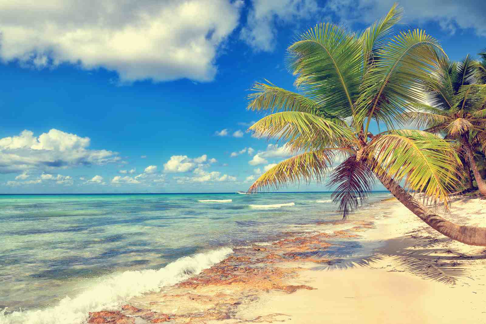 Tropical Beach Palm Tree Serenity Wall Art