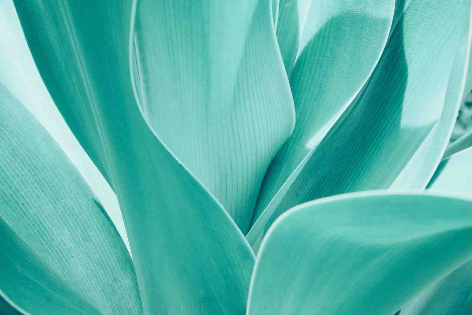 Abstract Teal Agave Leaves Wall Art