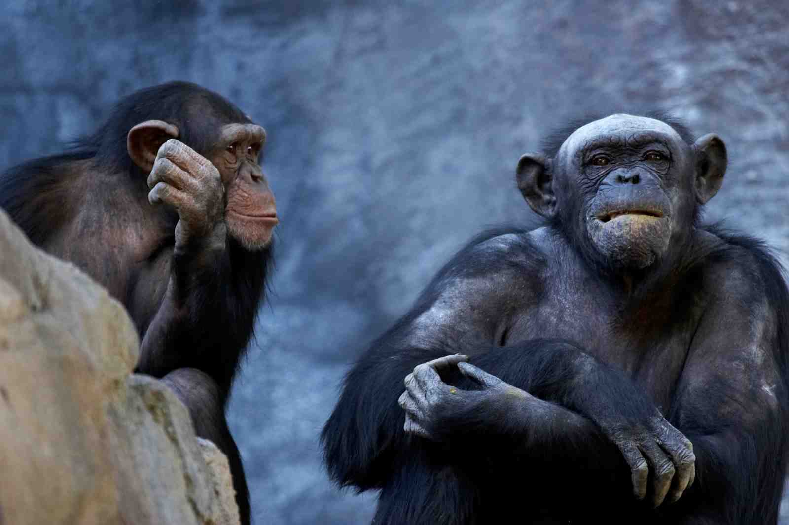 Thoughtful Chimpanzee Pair Wall Art