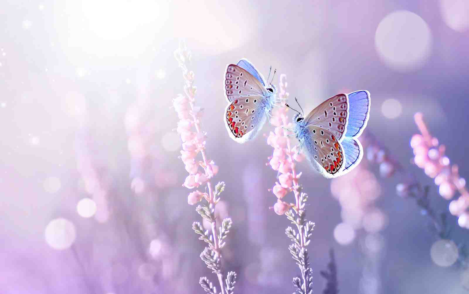 Enchanting Butterfly Garden Wall Art
