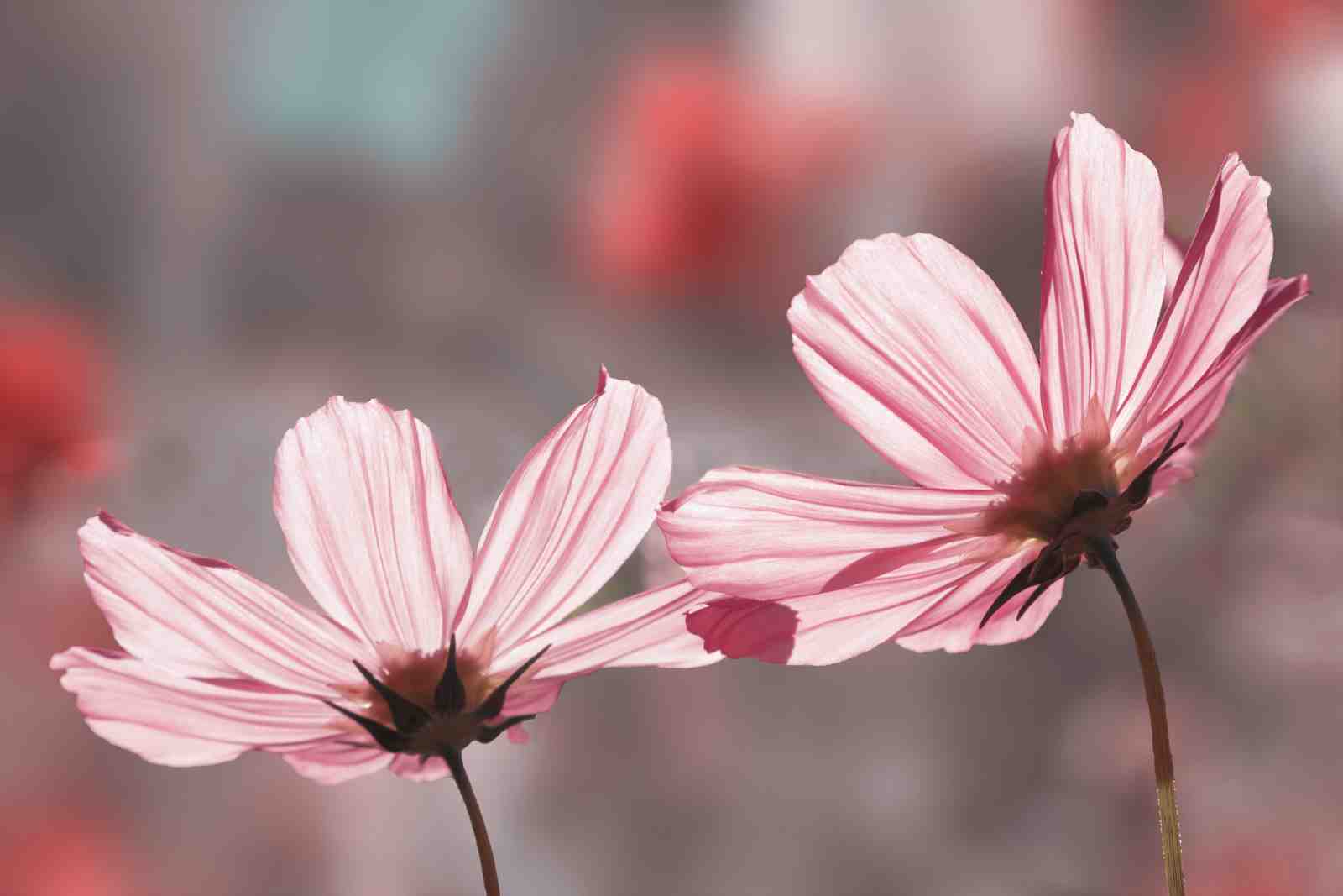 Delicate Pink Cosmos Floral Wall Art Wall Art