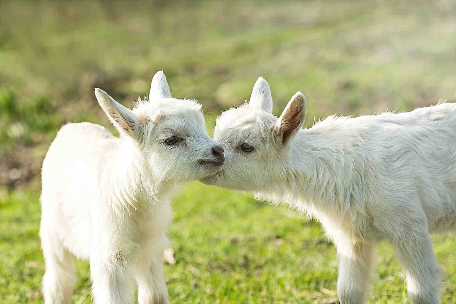 Adorable Baby Goats Kissing Wall Art