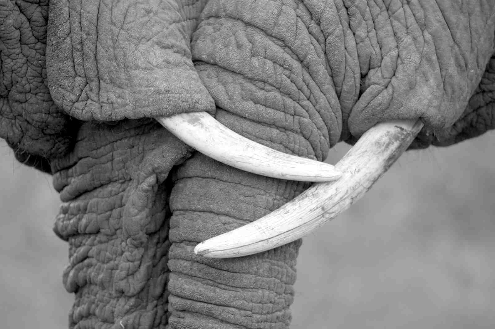 Majestic Elephant Tusk Close-Up Wall Art