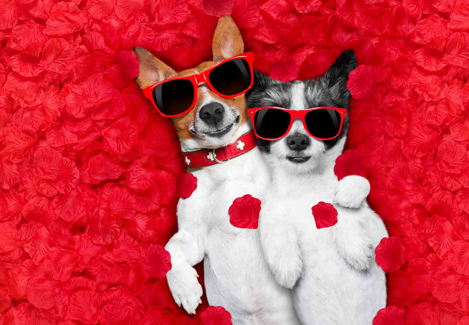 Cool Dog Duo Valentine's Day Wall Art