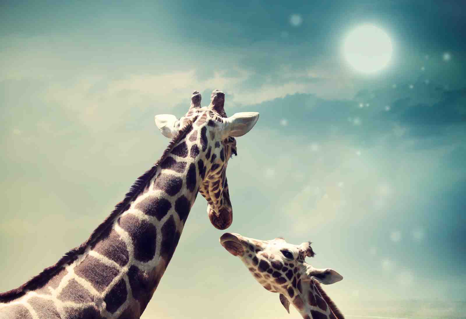 Dreamy Giraffe Duo Sky Wall Art