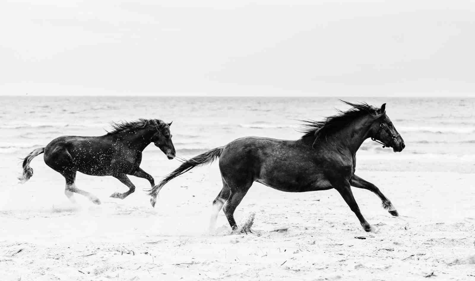 Wild Horses Galloping Beach B&W Wall Art