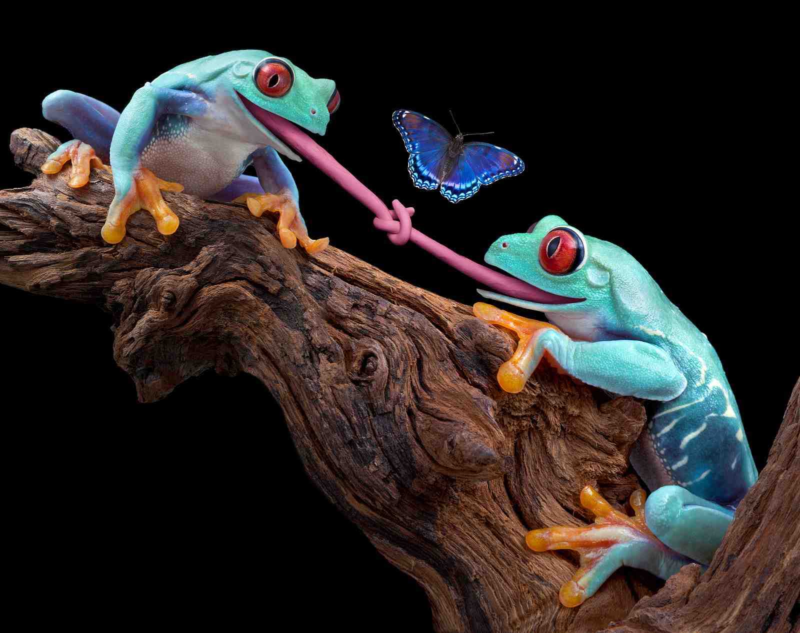 Playful Frogs & Butterfly Wall Art