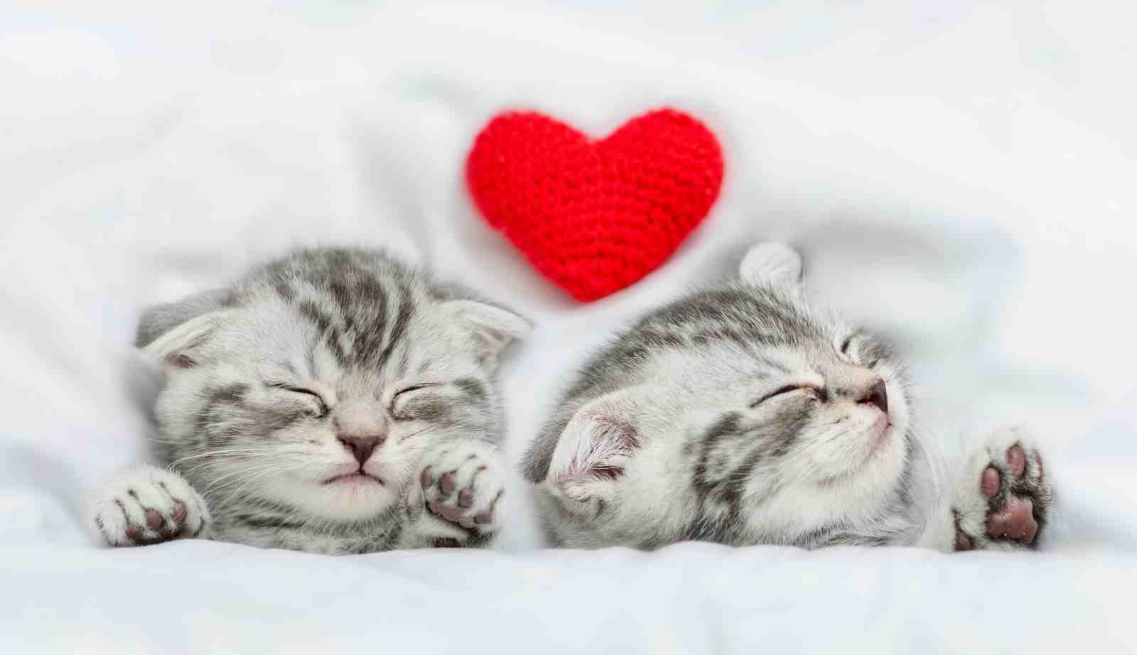 Adorable Kittens & Heart Wall Art Wall Art