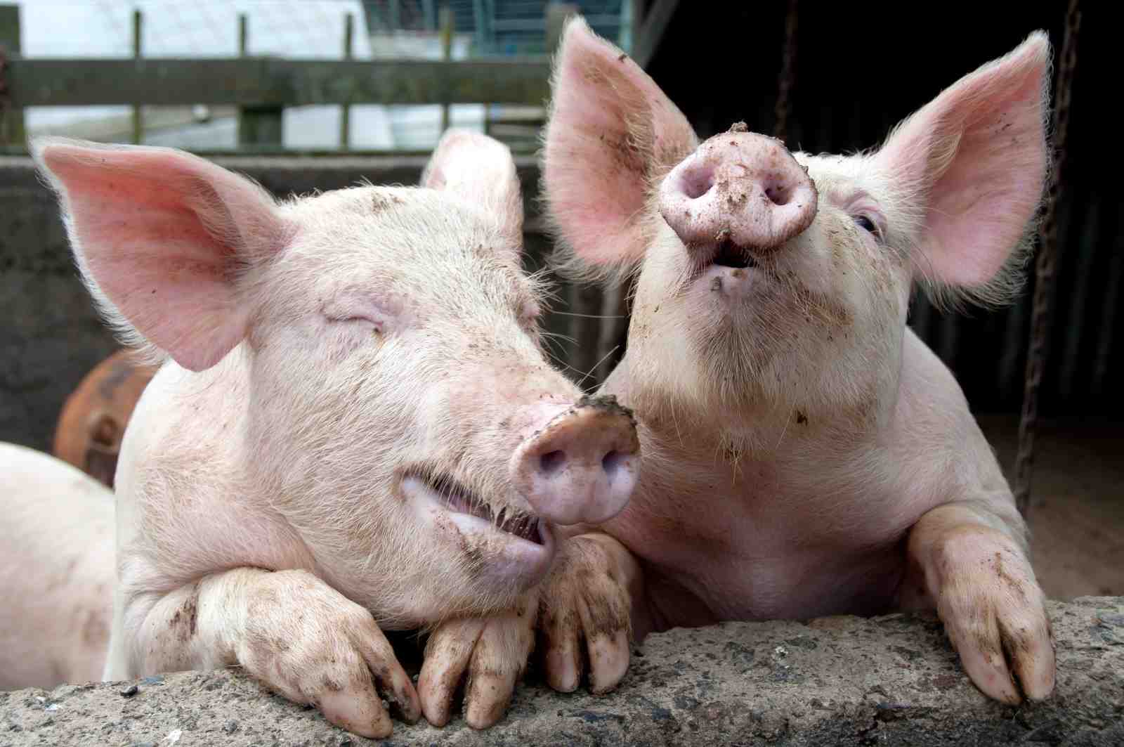 Charming Piglets Farm Animal Wall Art