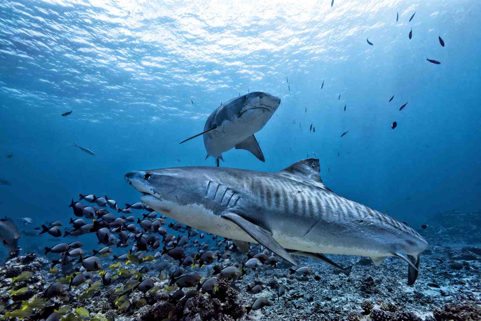 Majestic Tiger Sharks Underwater Wall Art