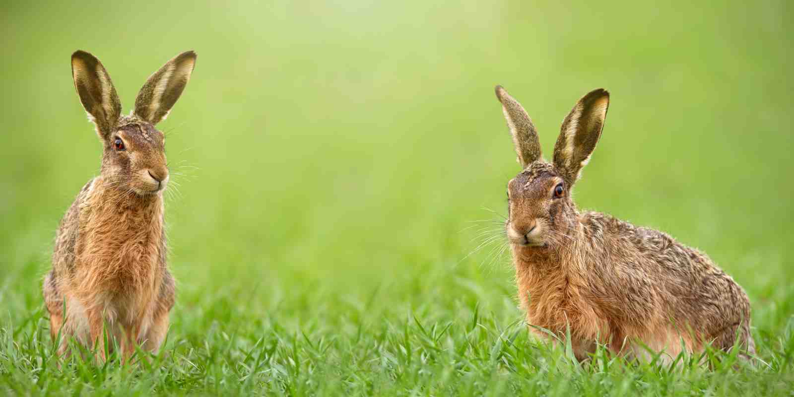 Two Hares in Green Field Wall Art