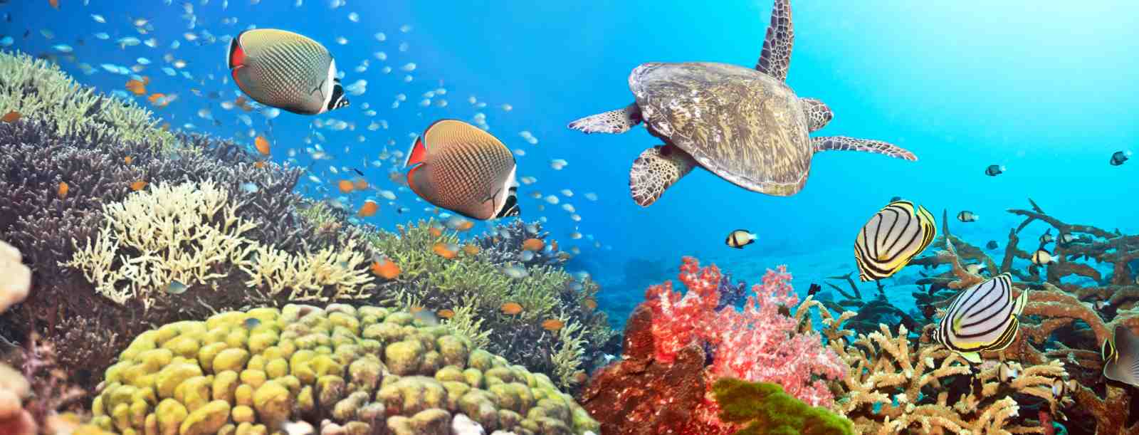 Vibrant Coral Reef Turtle & Fish Wall Art