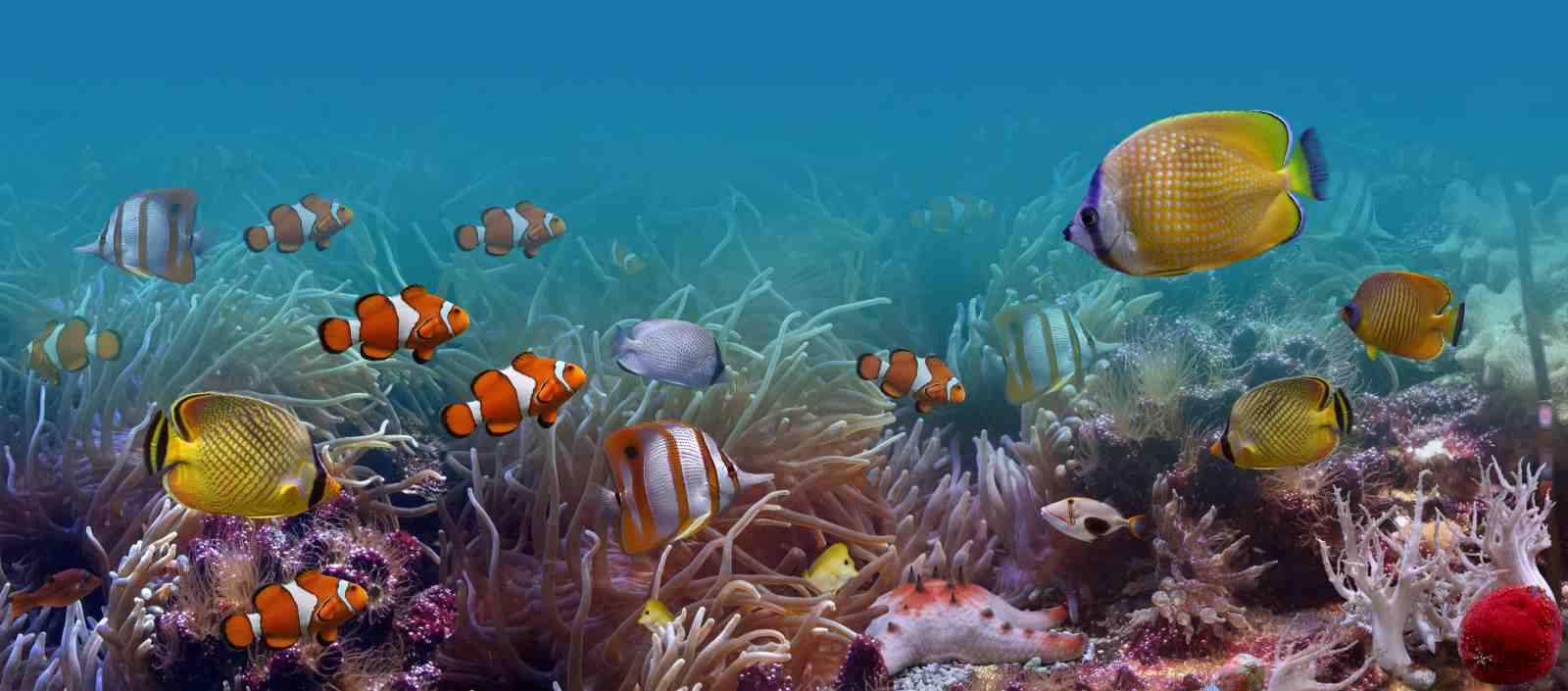 Vibrant Clownfish & Butterflyfish Wall Art