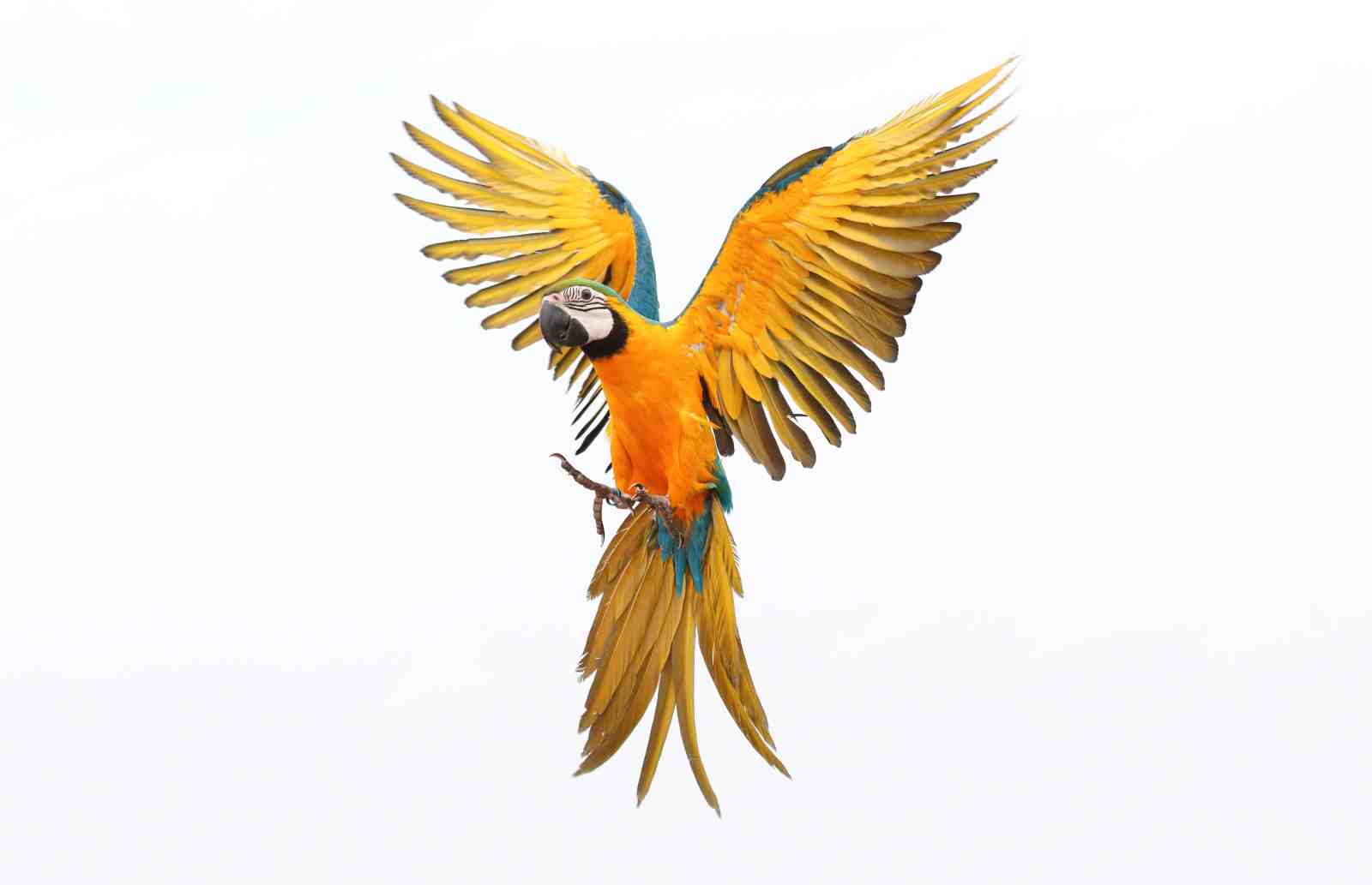 Vibrant Macaw in Flight Wall Art