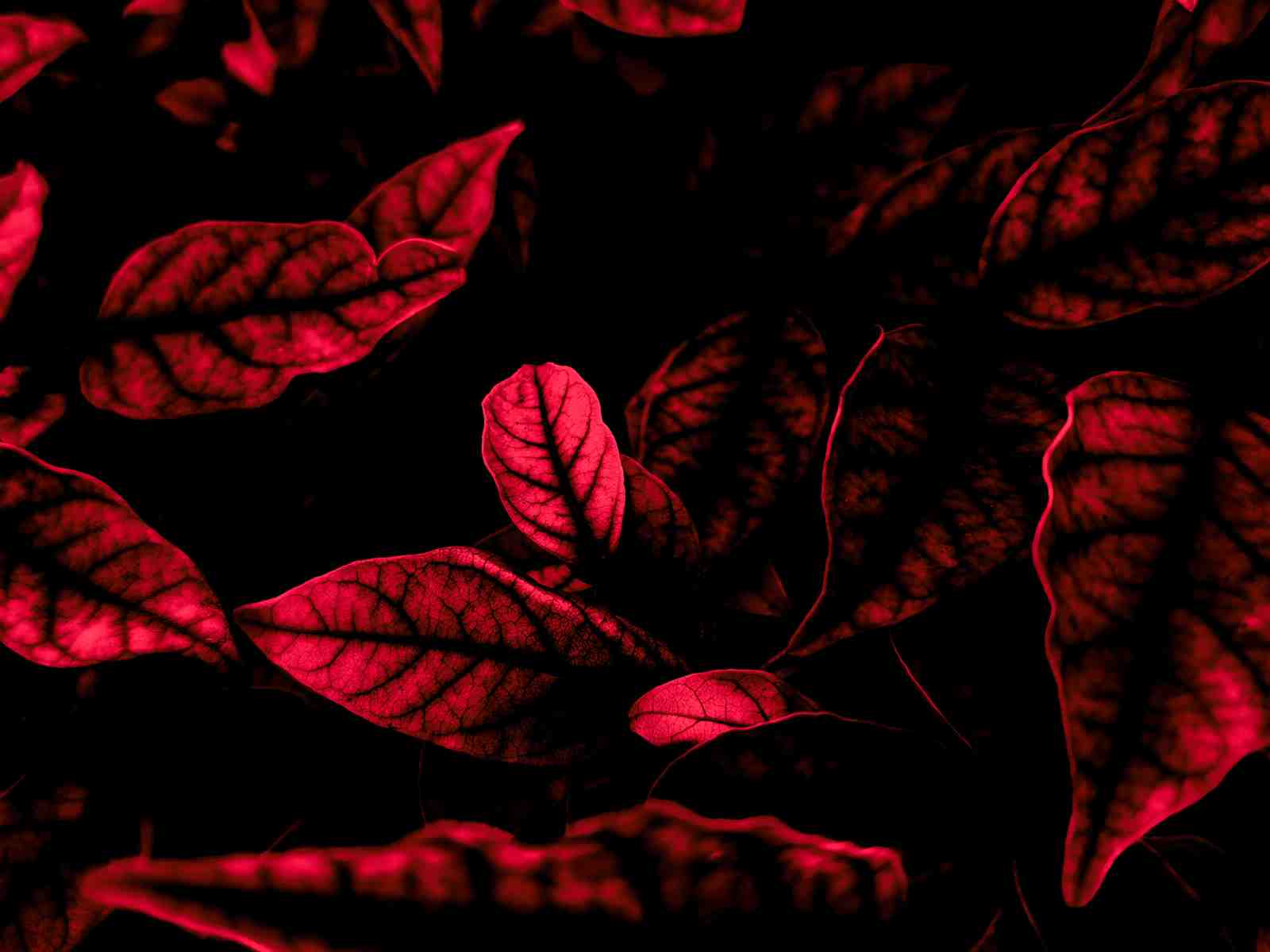Bold Red & Black Leaves Wall Art Wall Art