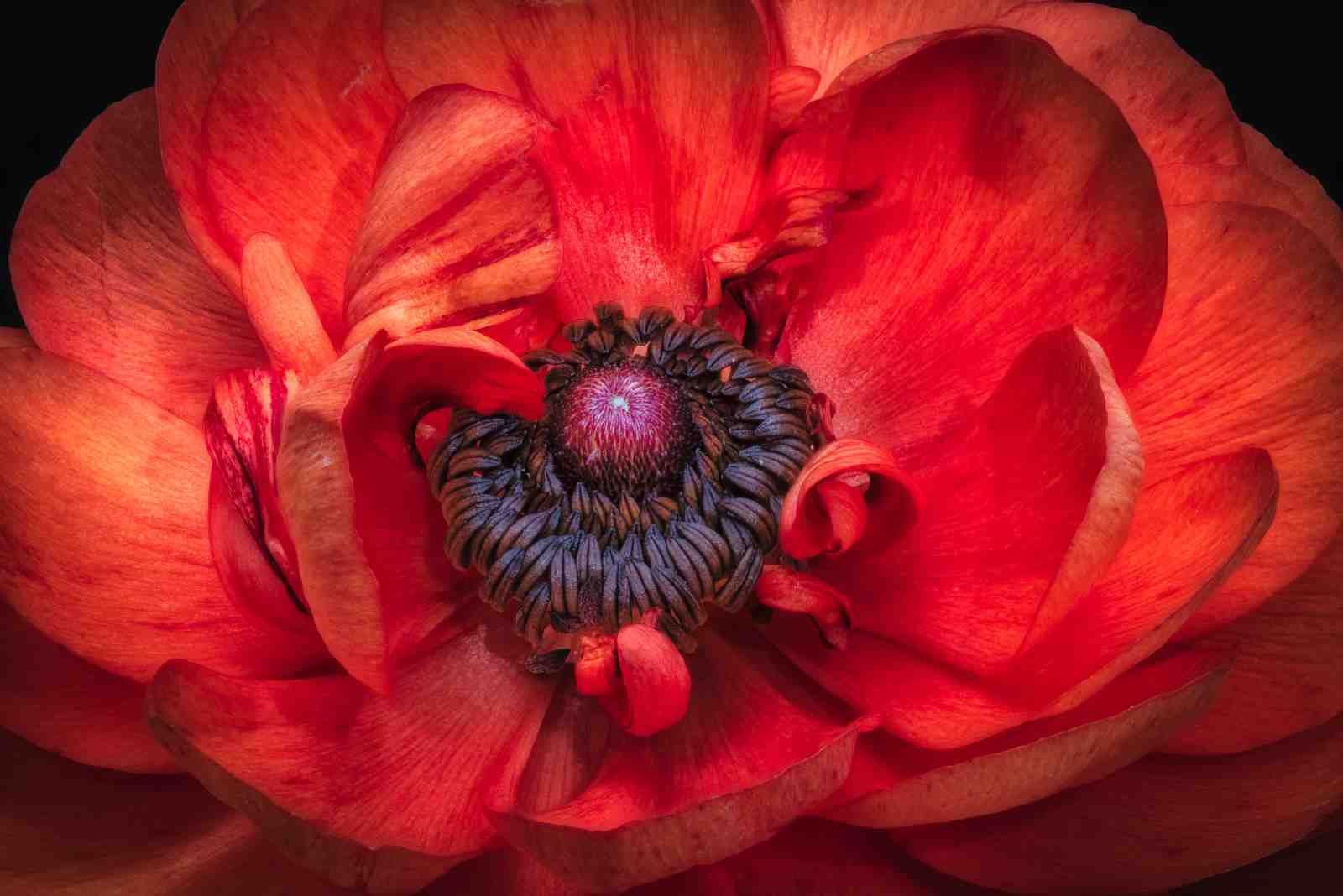 Vibrant Red Ranunculus Macro Wall Art
