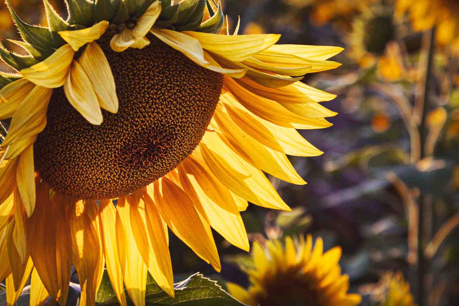 Vibrant Sunflower Close-Up Wall Art