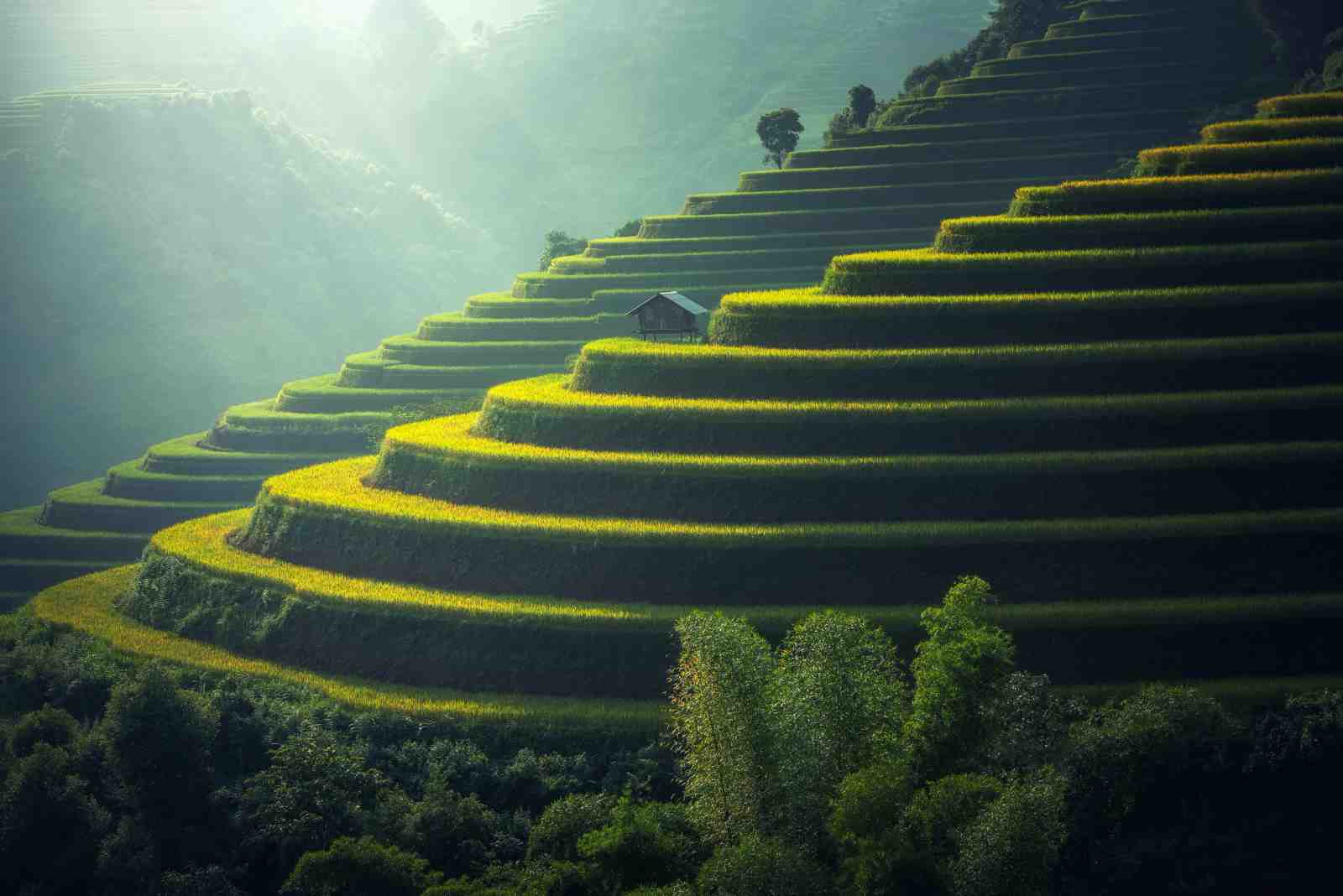 Serene Terraced Fields Landscape Wall Art