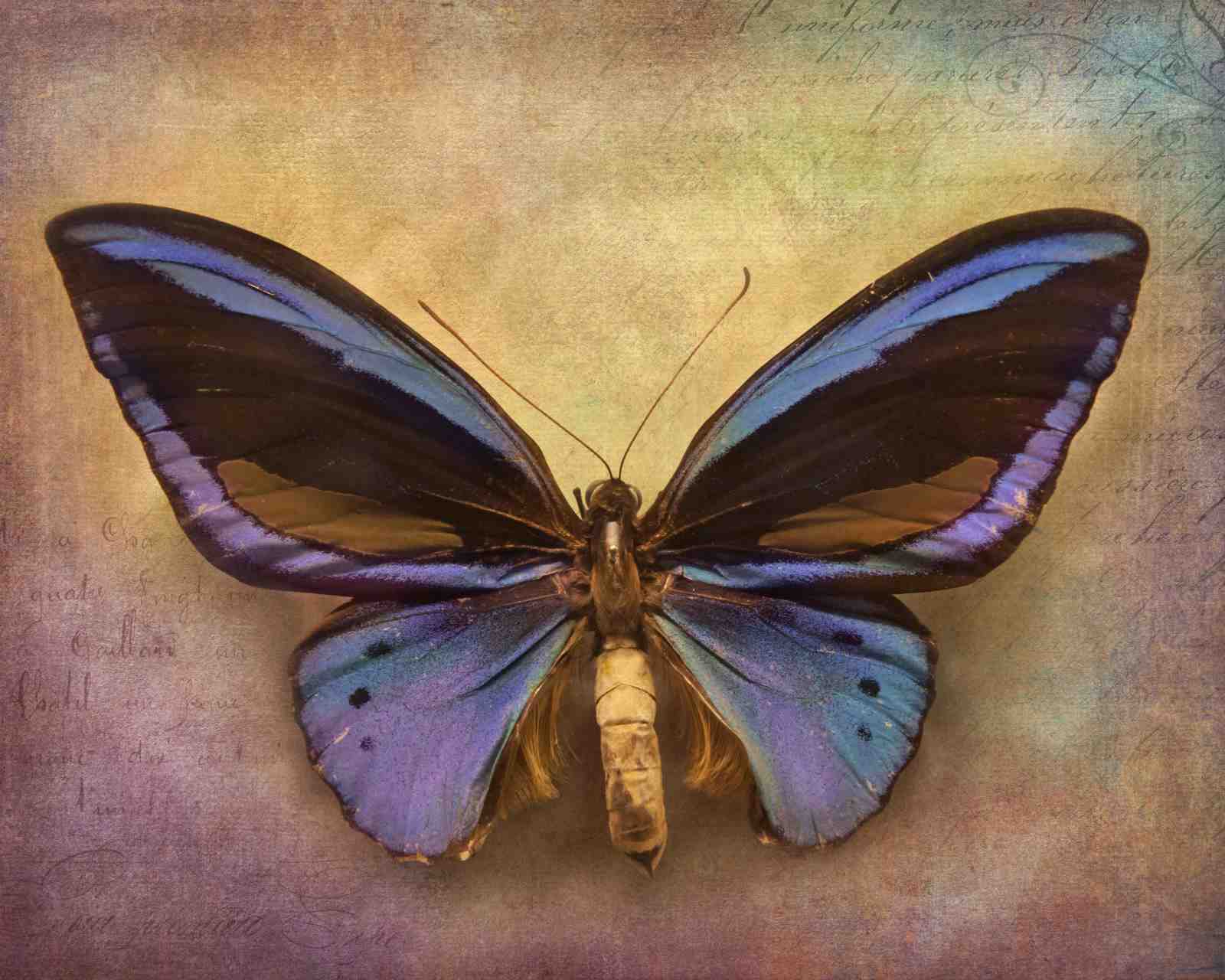 Vintage Blue Butterfly Nature Wall Art