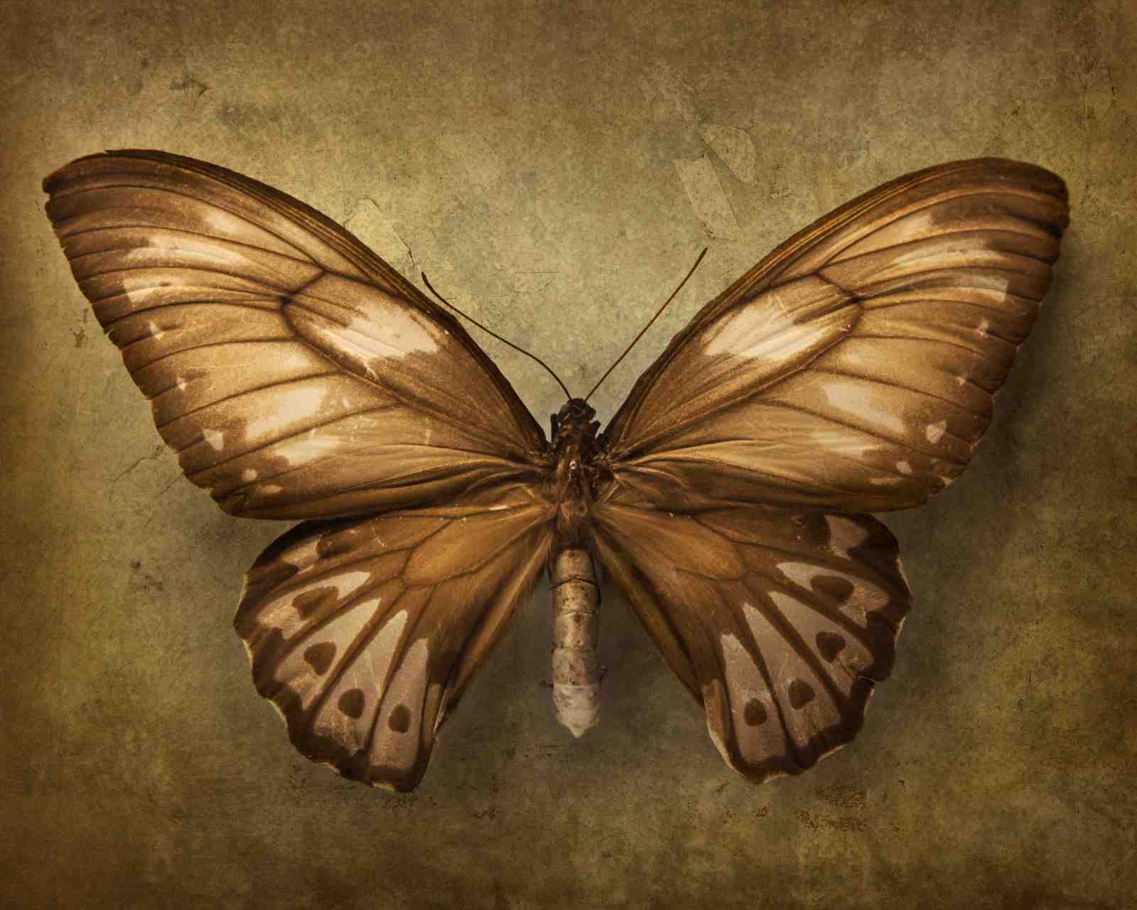 Vintage Brown Butterfly Wall Art Wall Art