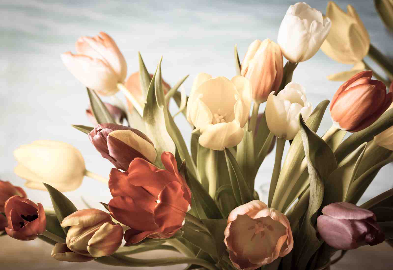 Spring Tulip Bouquet Wall Art - Floral Wall Art